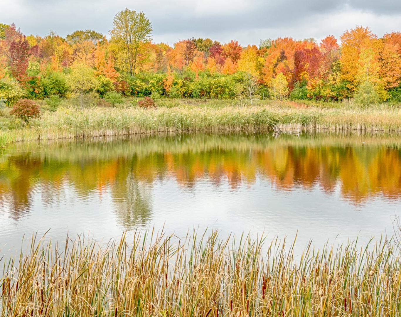 Autumn Reflection on North Dogwood Pond, Rouge River, Woodland Hills Nature Park, Farmington Hills, Michigan